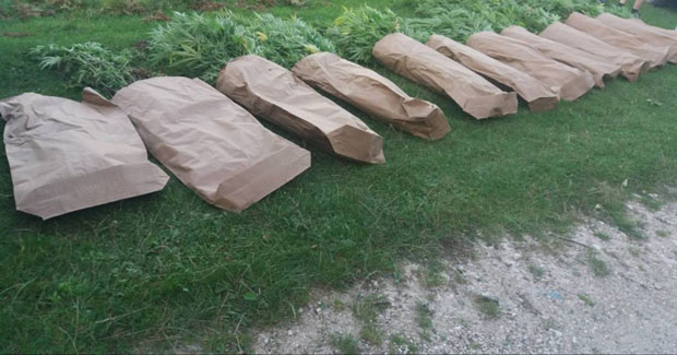 Отац и синови узгајали траву